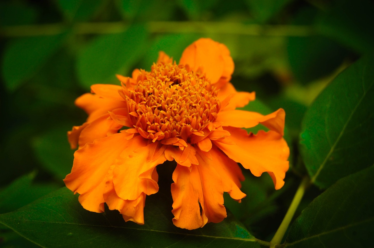 nature flower srilanka free photo