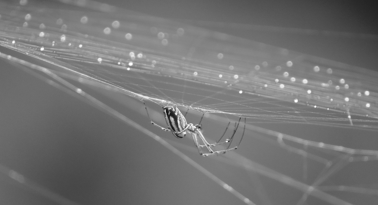 nature spider insect free photo