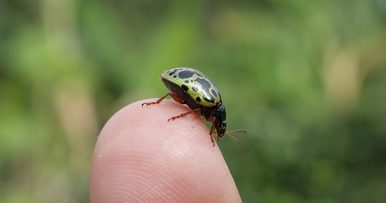 nature insect ladybug free photo