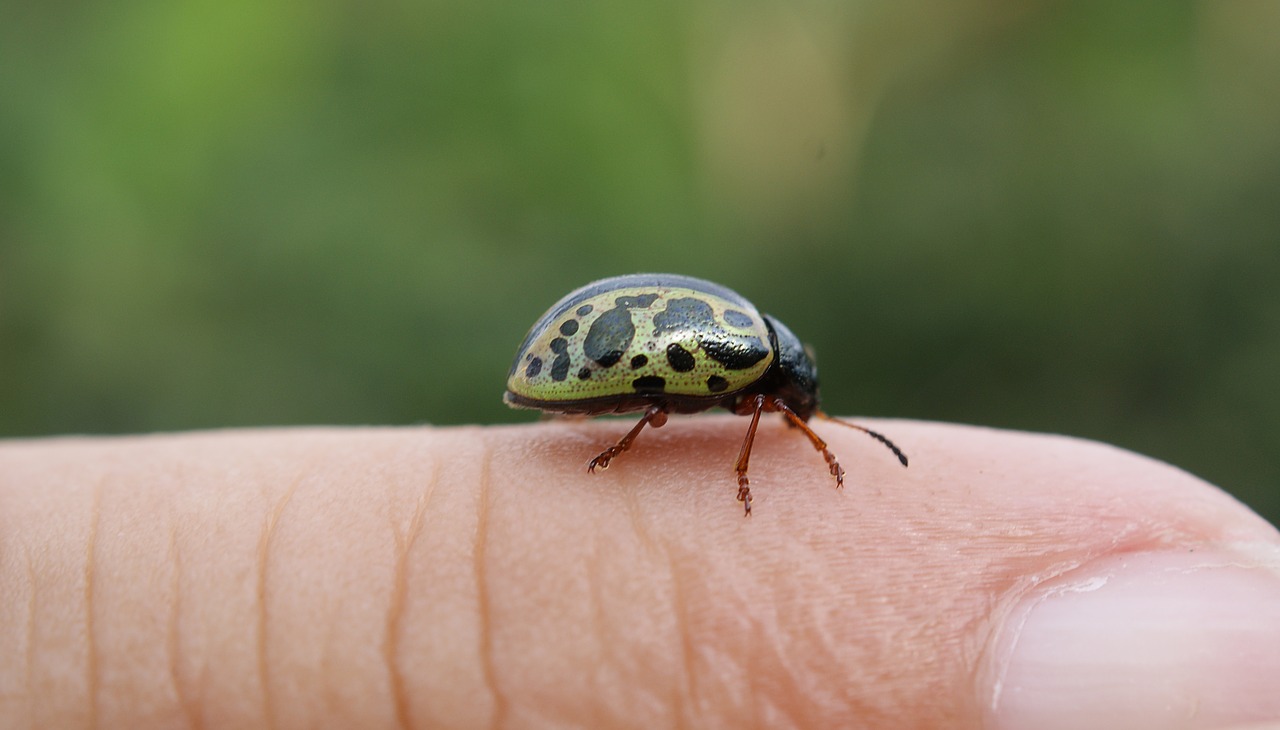 nature insect ladybug free photo