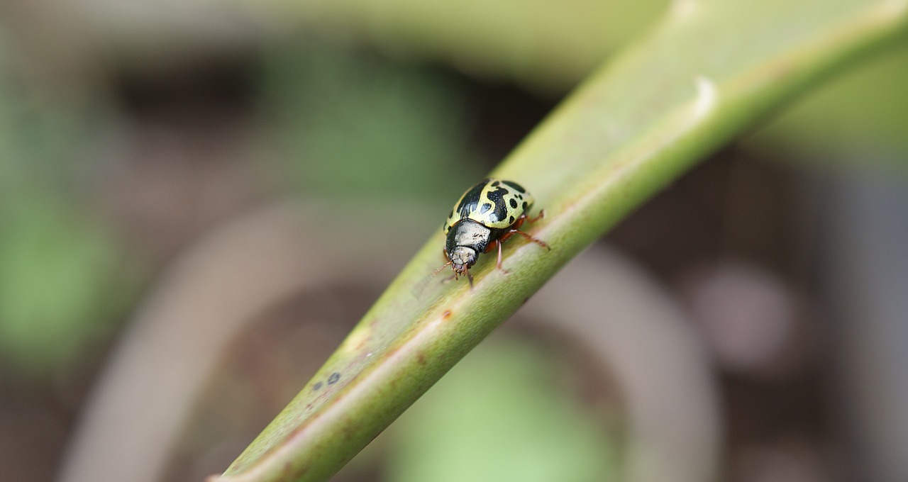 nature insect ladybug free photo