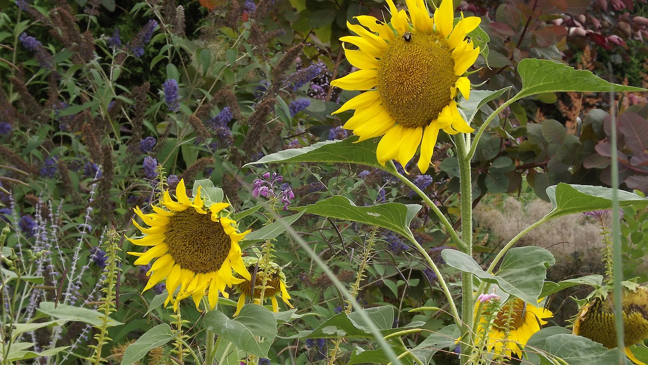 nature sunflowers flowering free photo