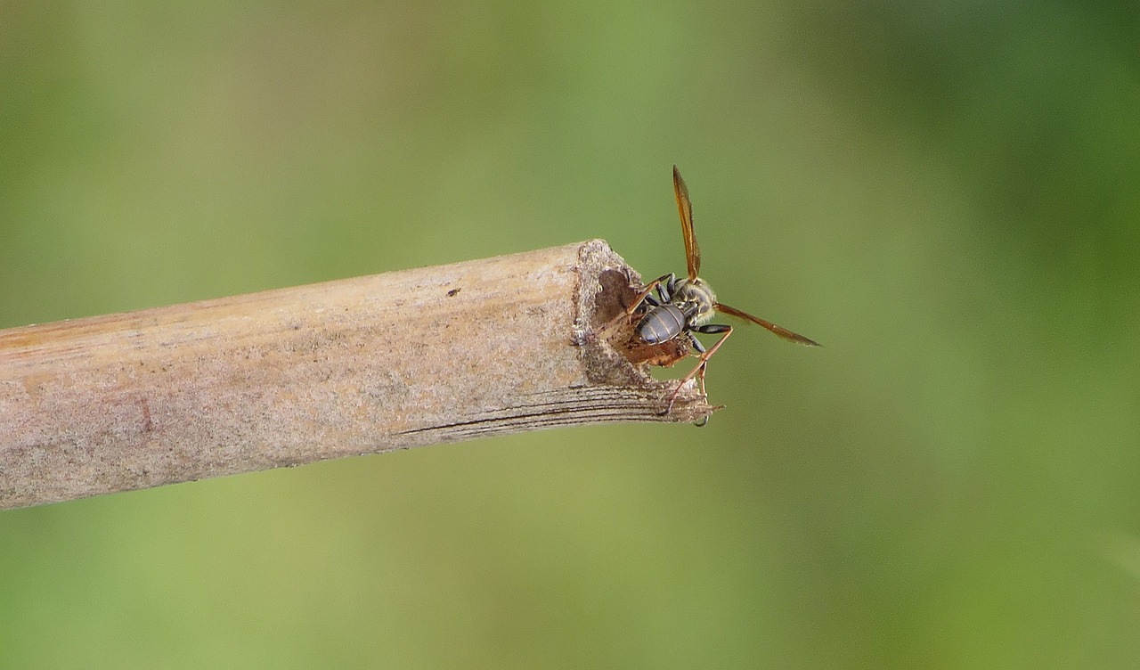 nature insect wasp free photo