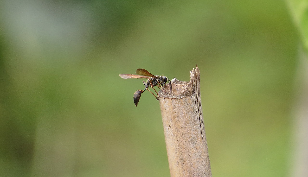 nature insect wasp free photo