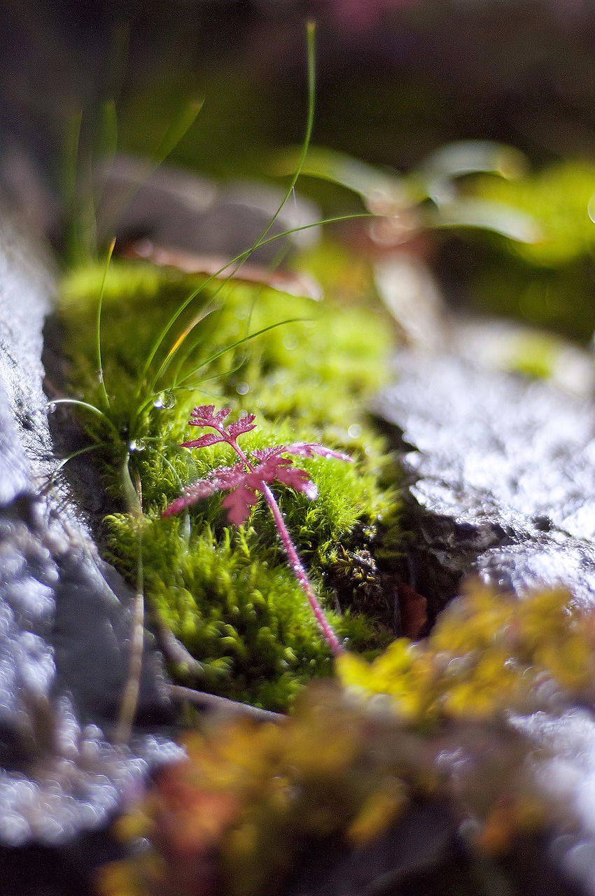 nature moss green free photo