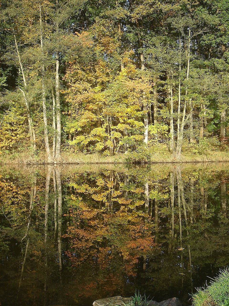 nature tree autumn free photo