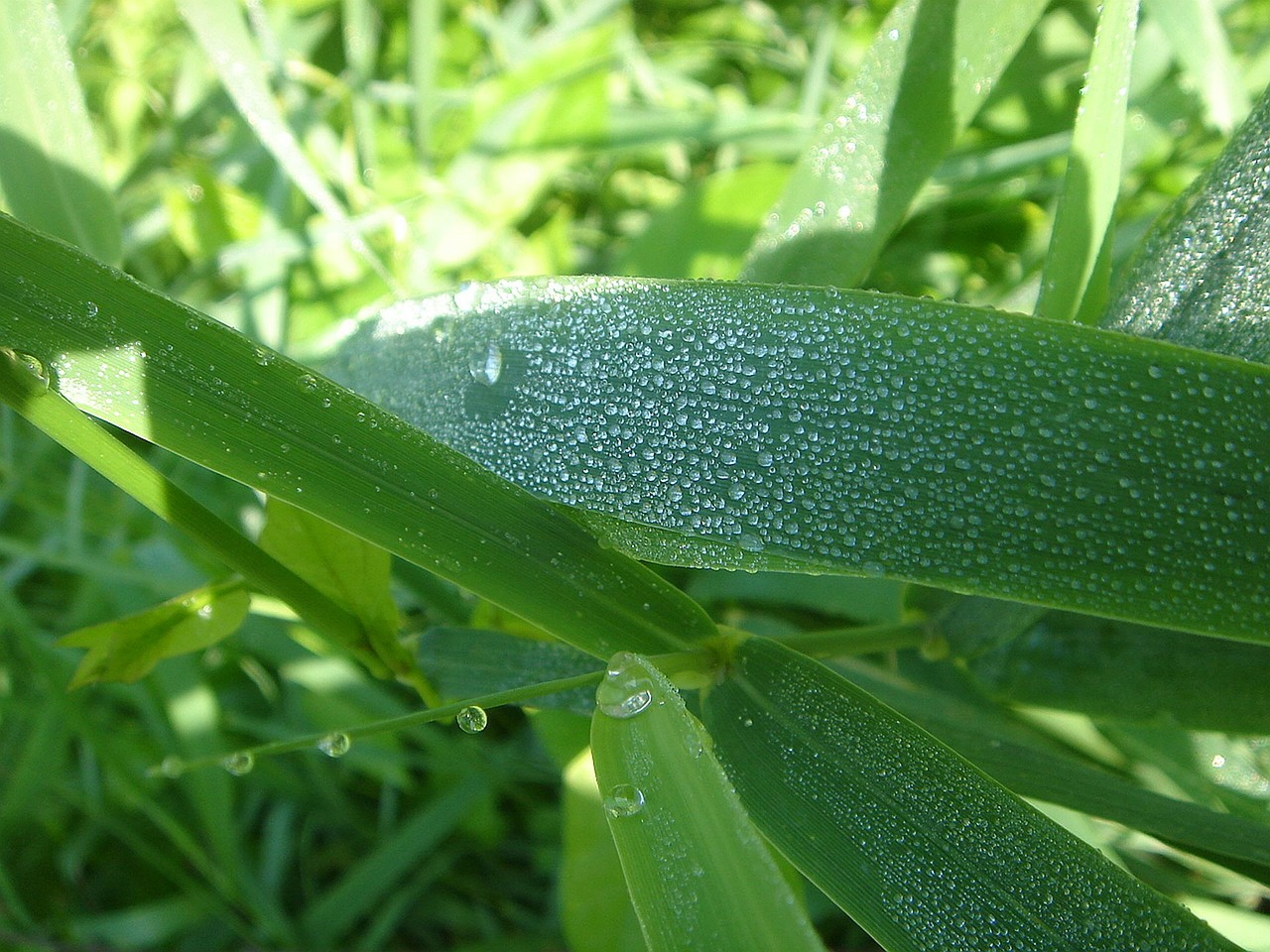 nature dew-drop plant free photo