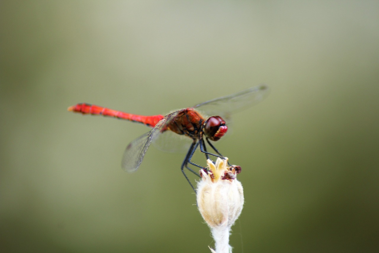 nature dragonfly colors free photo