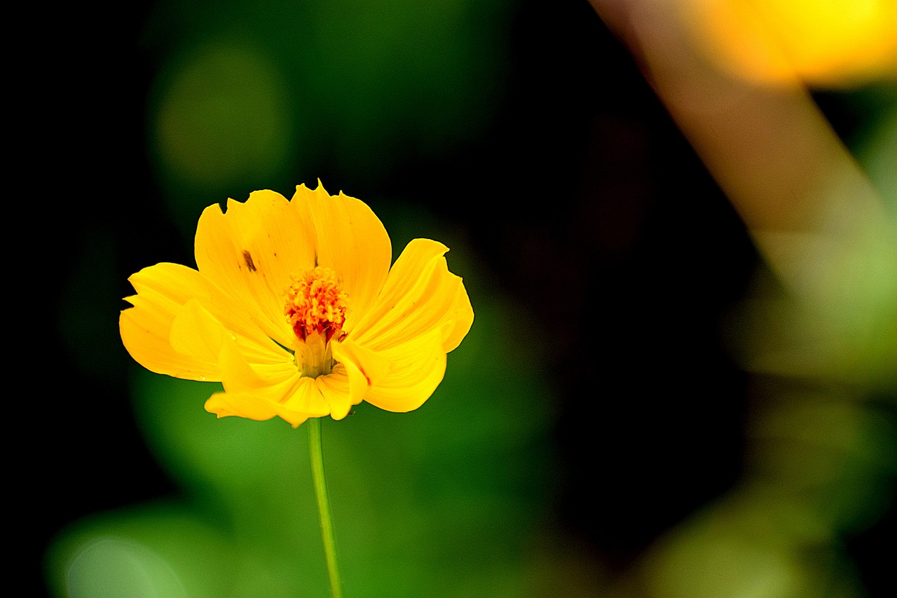 nature flower yellow free photo