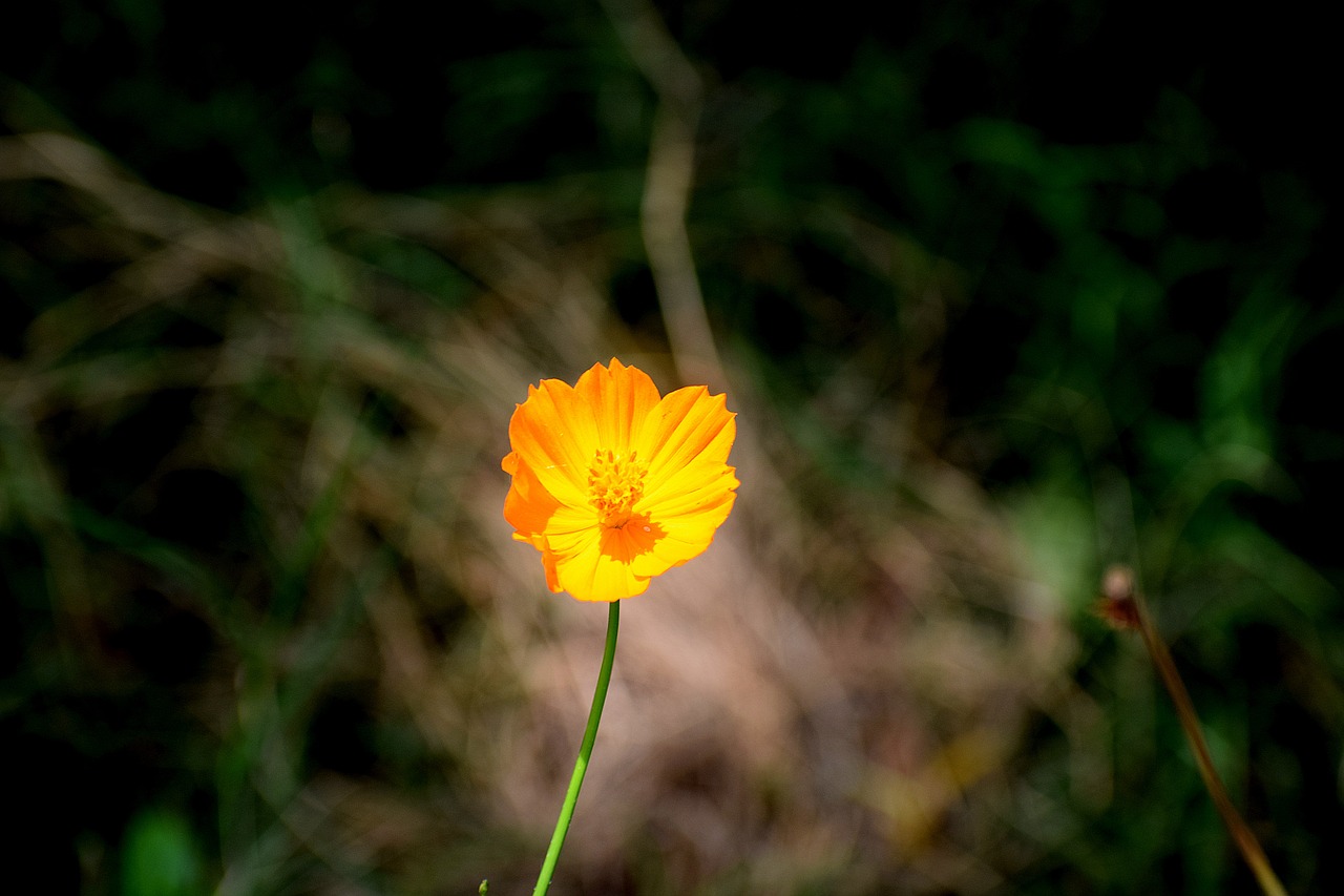 nature flower yellow free photo