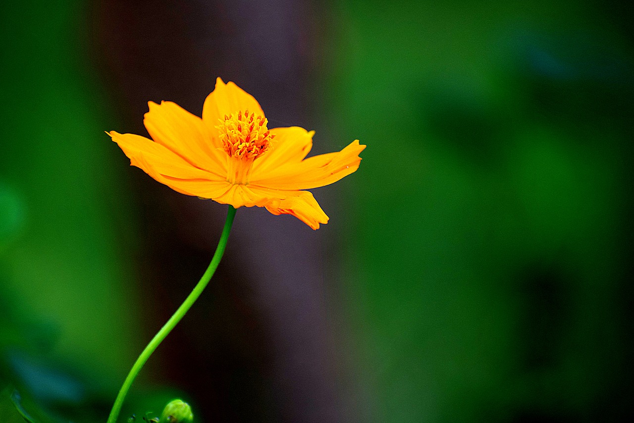 nature flower yellow free photo