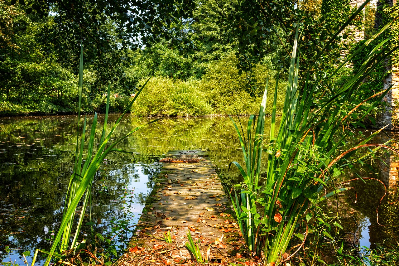 nature lake pond free photo