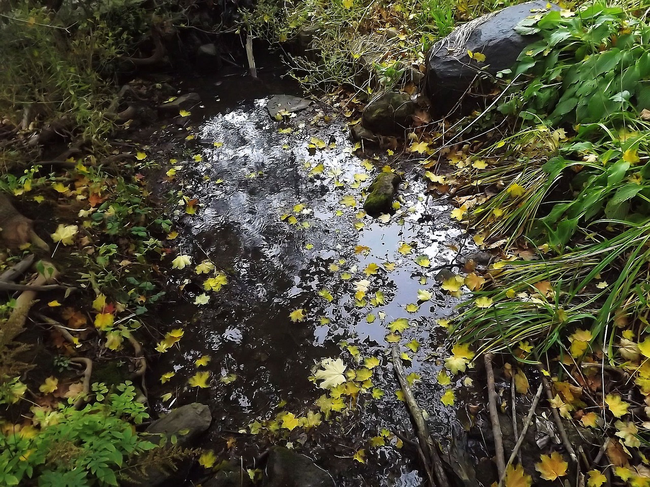 nature foliage pond free photo