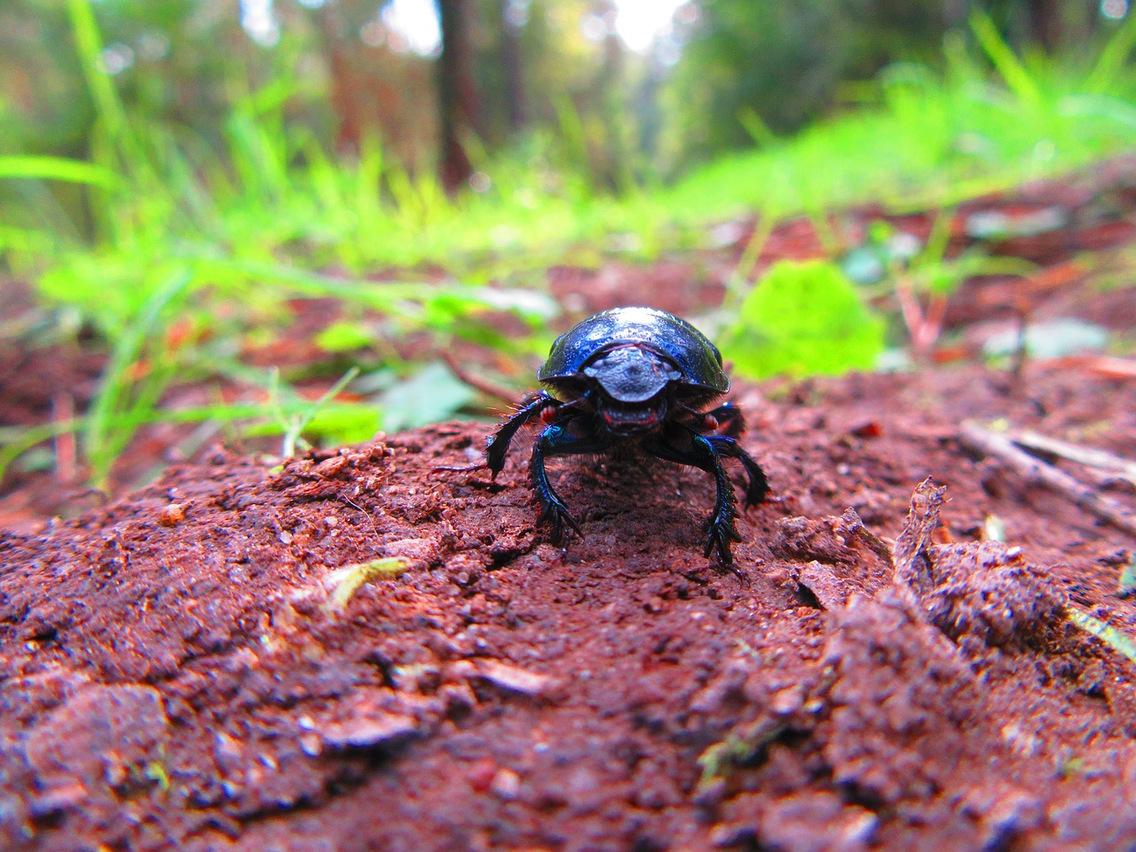 nature animal dung beetle free photo