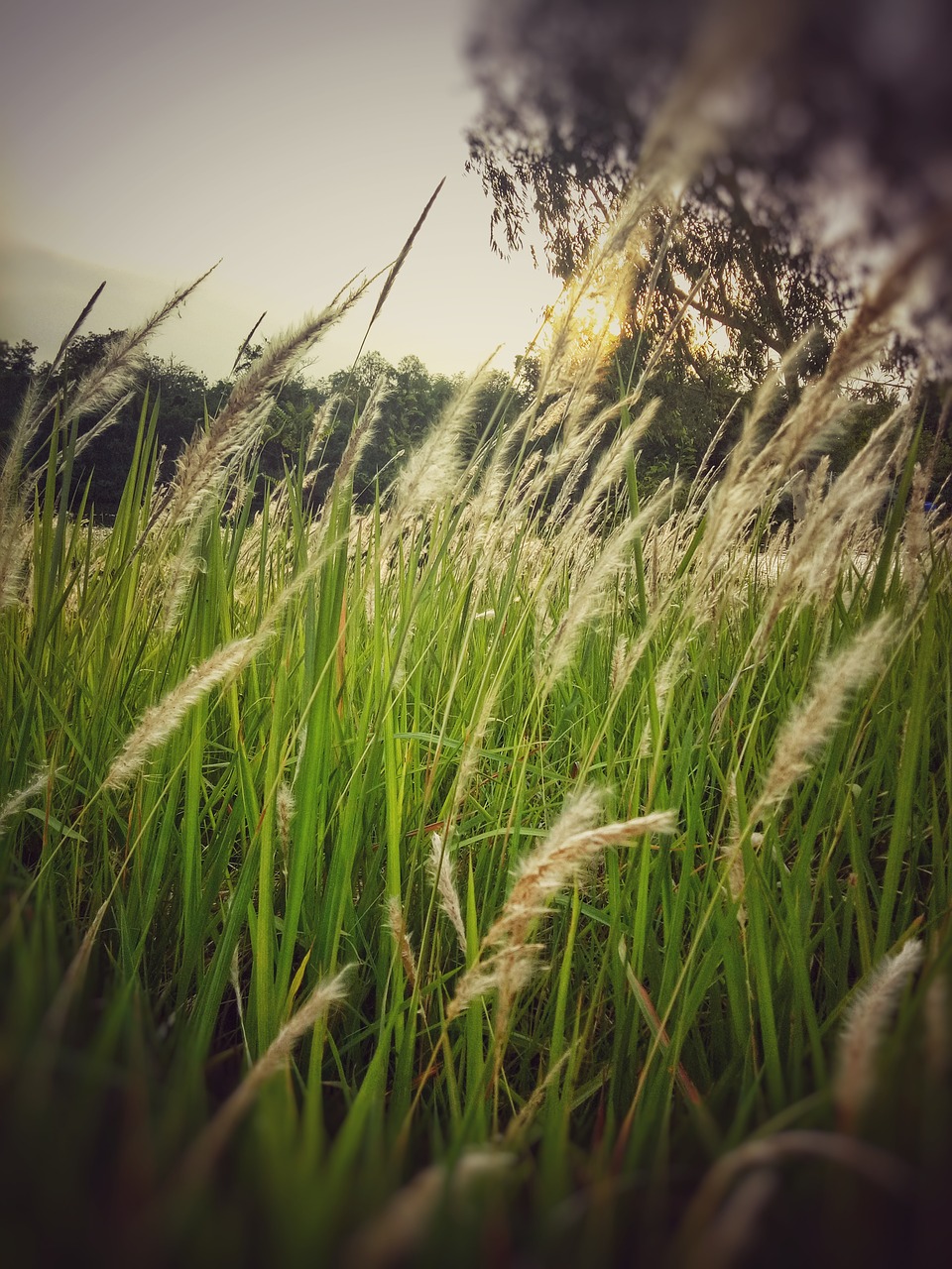 nature natural grass free photo