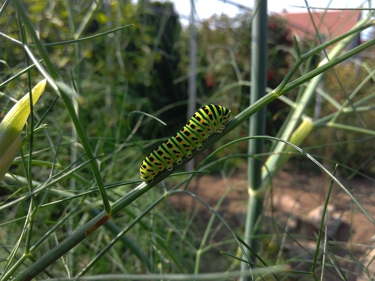 nature caterpillar insect free photo