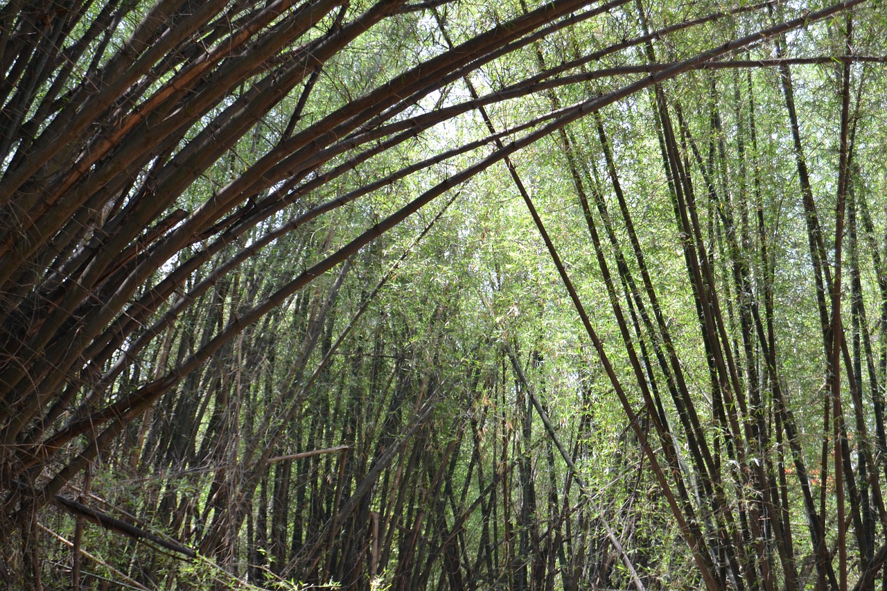 nature park bamboo free photo