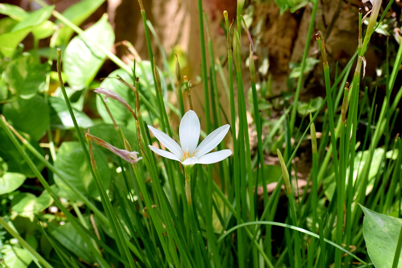 nature grass wild flowers free photo