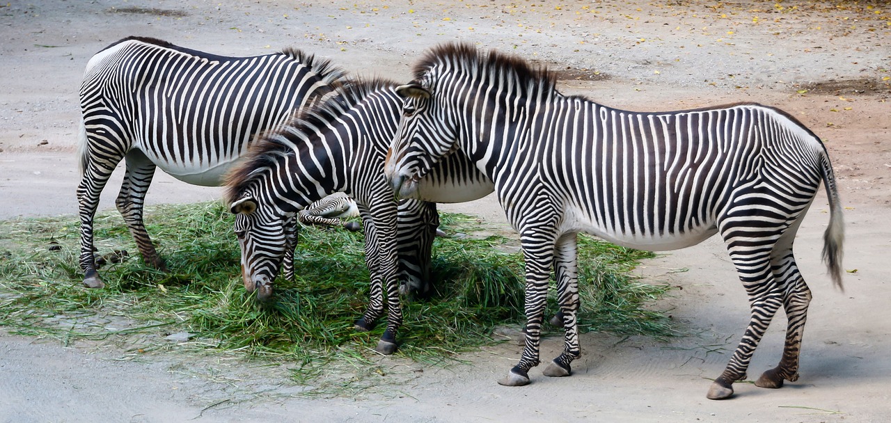 nature animals zebra free photo