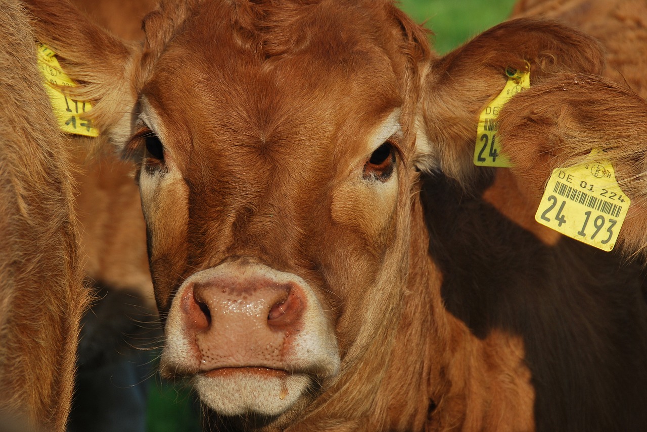 Nature,calf,view,brown,pasture - free image from needpix.com