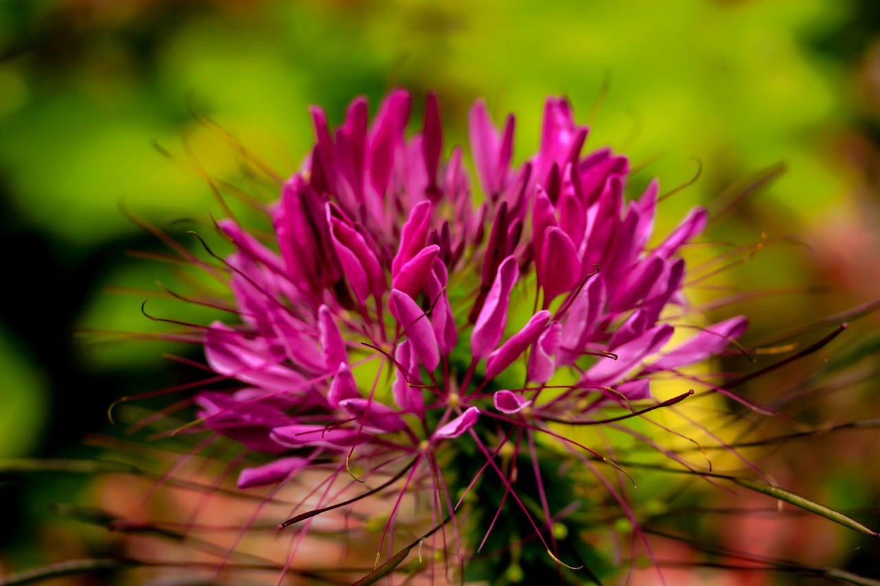 nature macro flower free photo