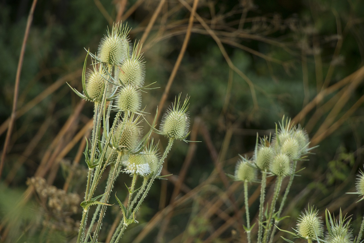 nature thistle plant free photo