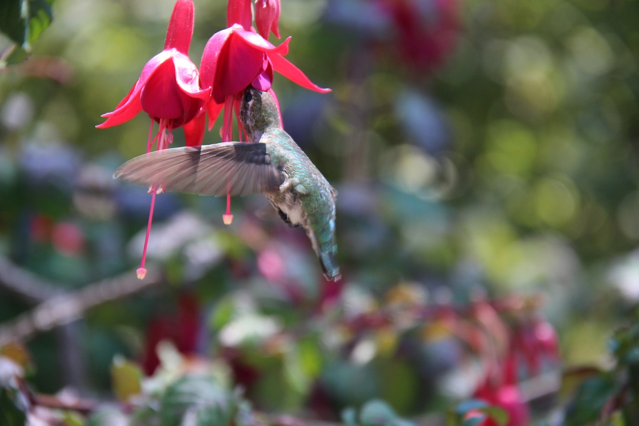 nature bird humming free photo