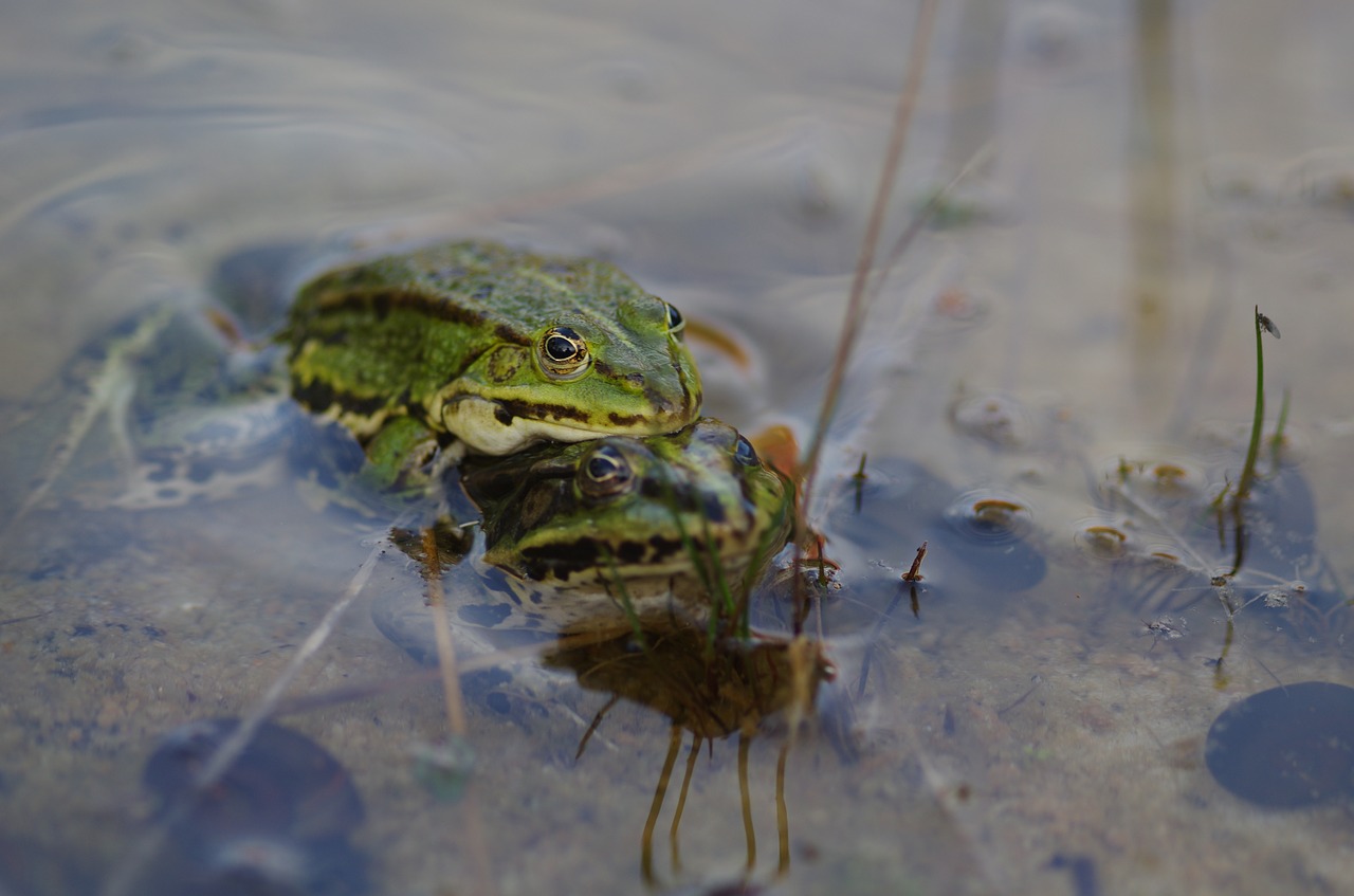 nature pond frog free photo