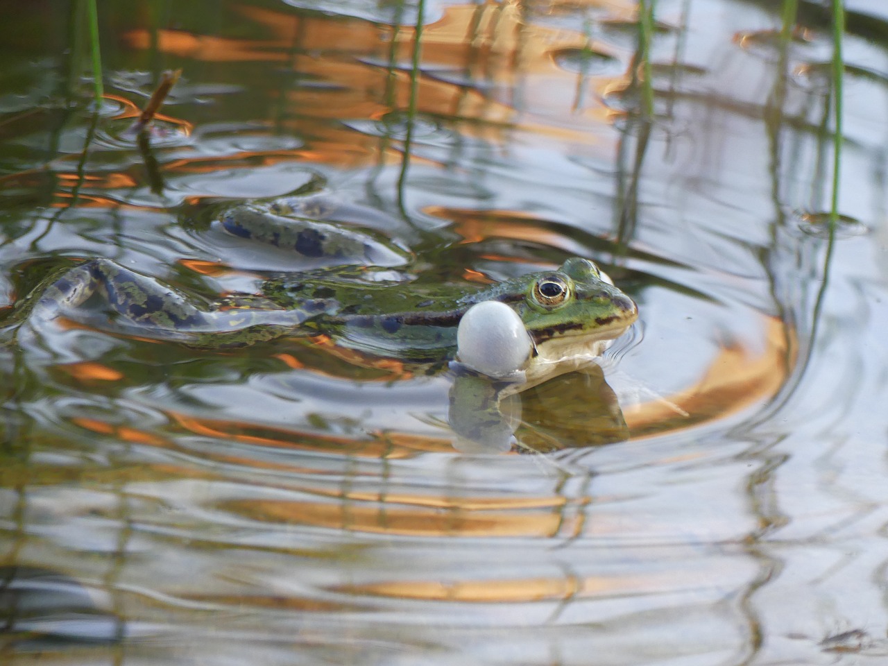 nature garden animals free photo