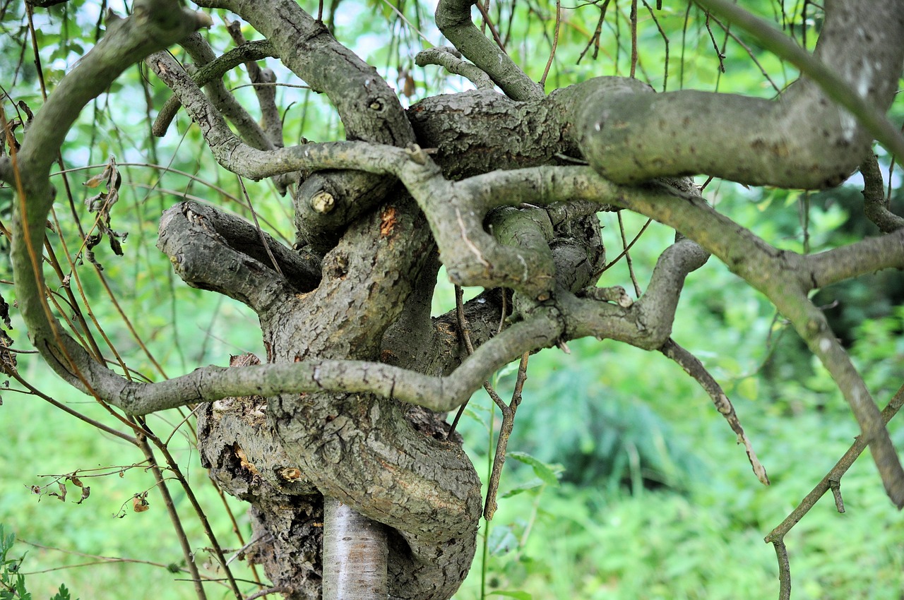 nature tree bony free photo