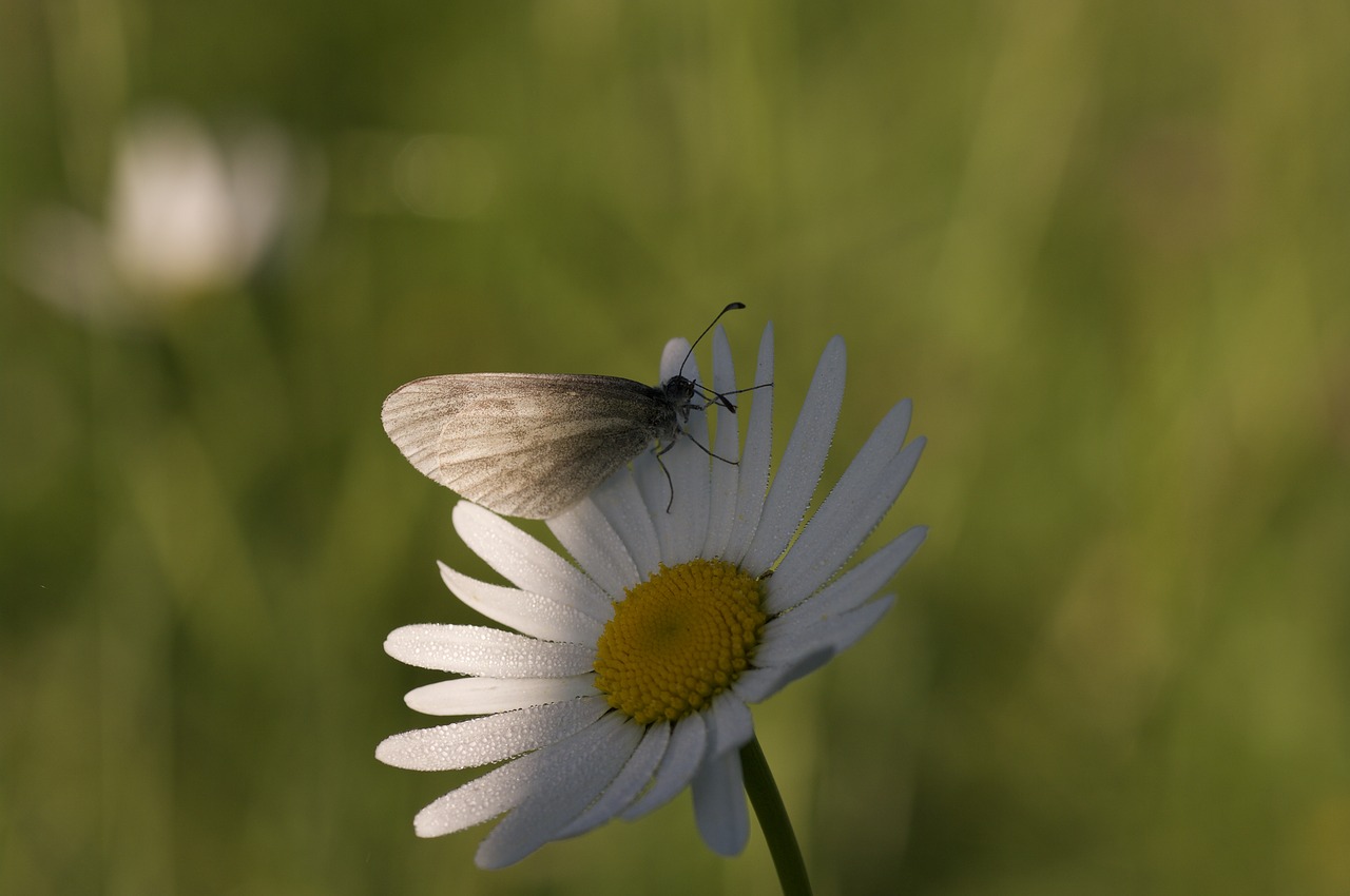 nature macro butterfly free photo