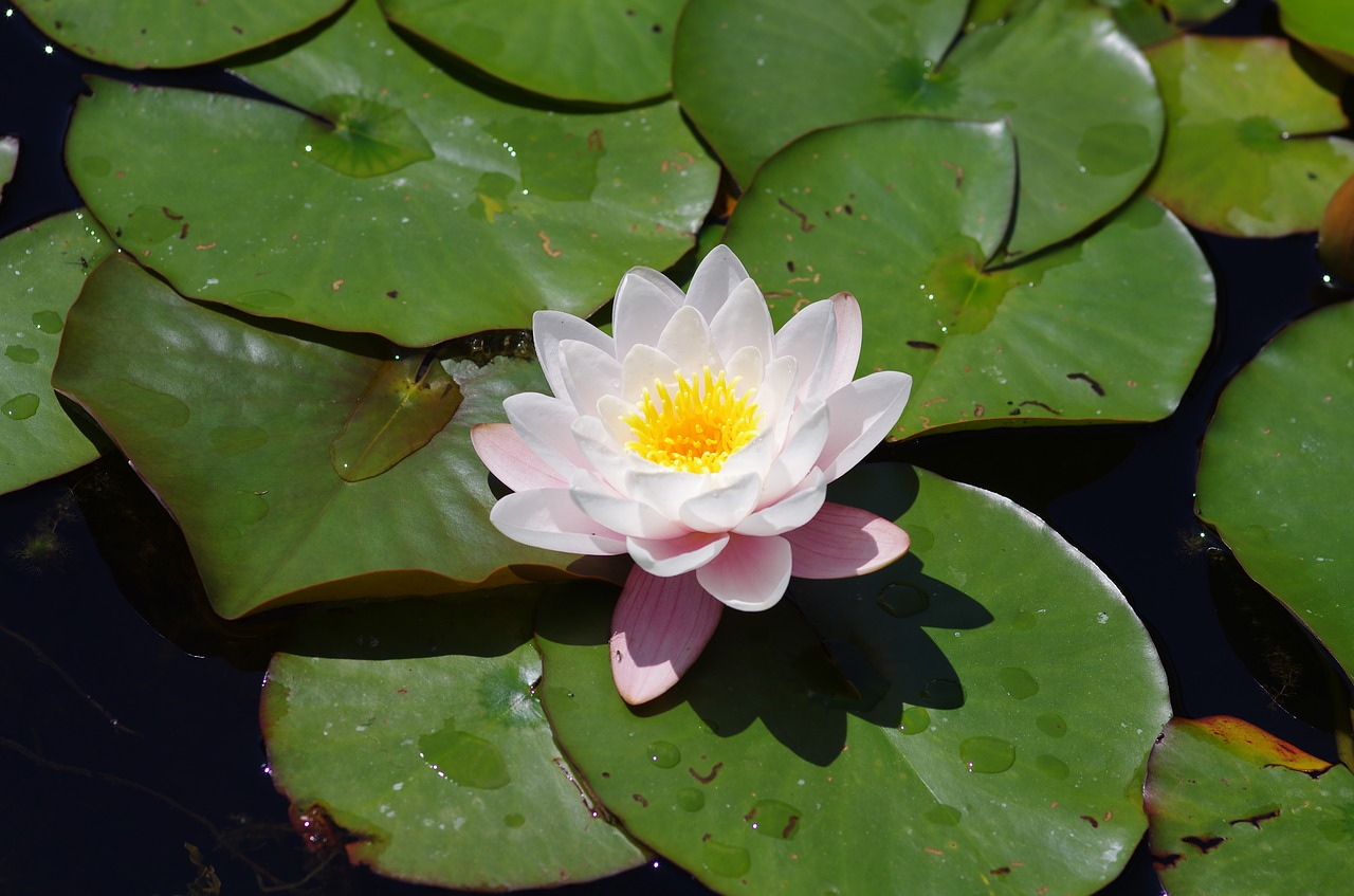 nature water lilies blossom free photo