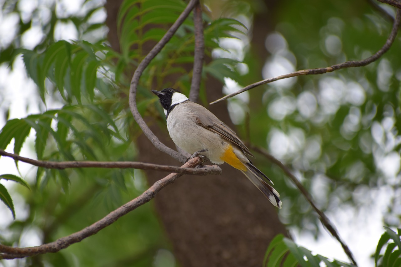 nature bird tree free photo