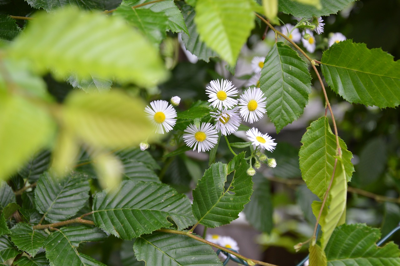 nature hedge summer free photo