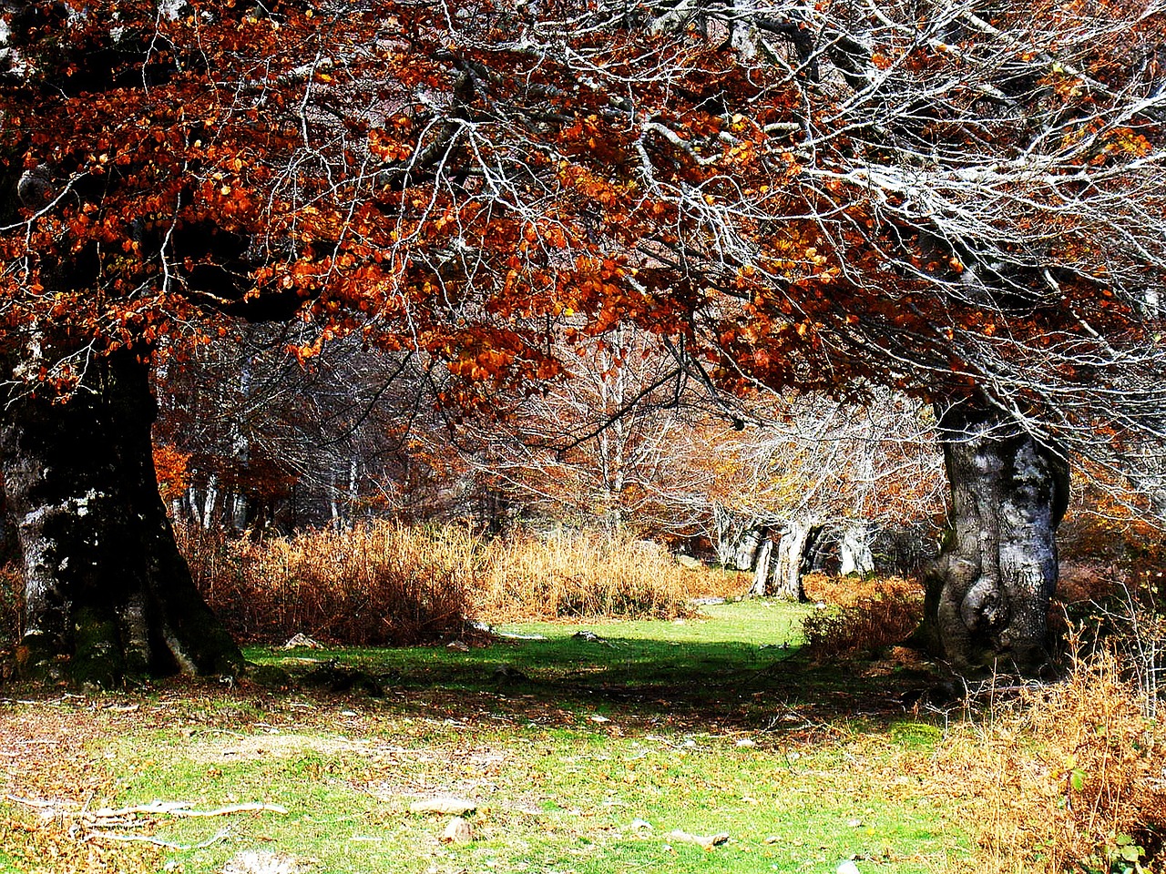 nature trees green free photo