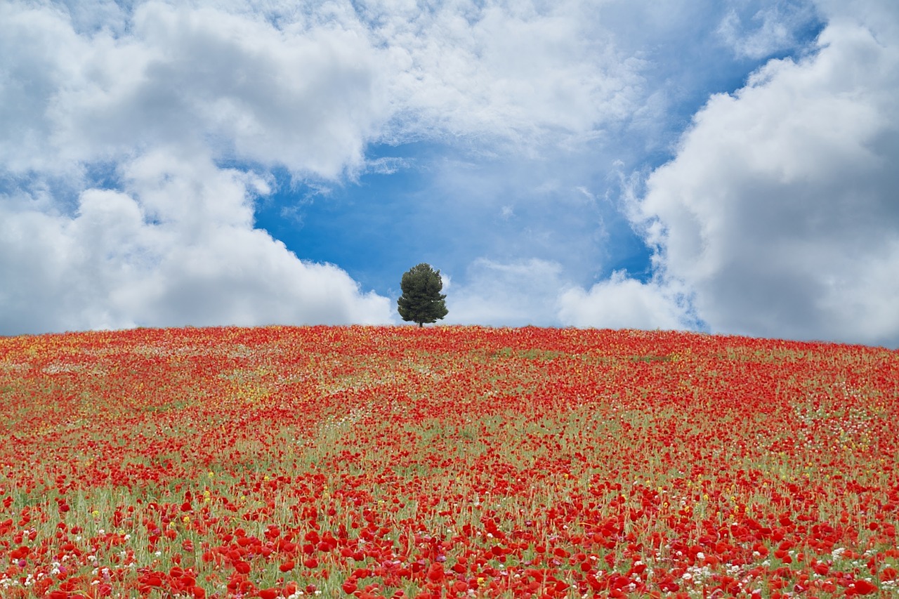 nature poppies spring free photo