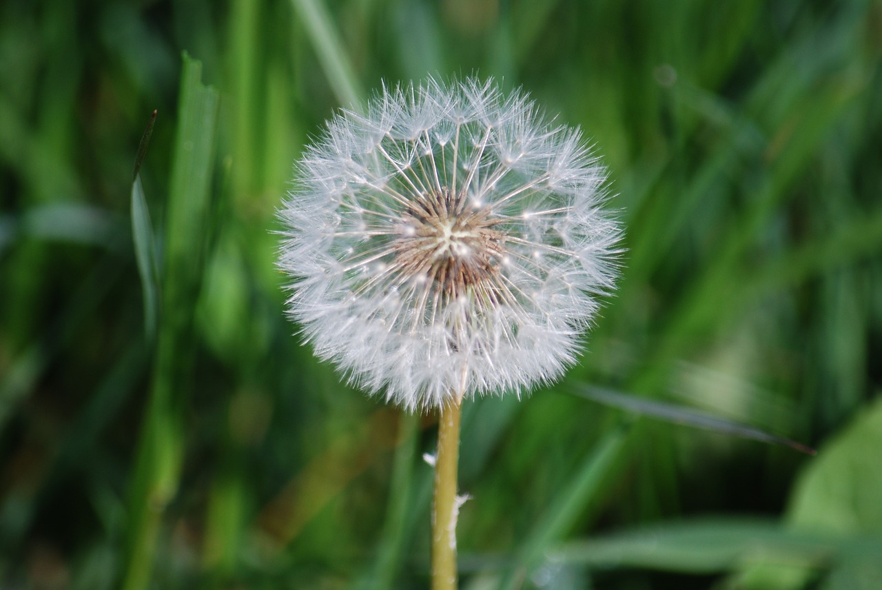 nature dandelion macro free photo