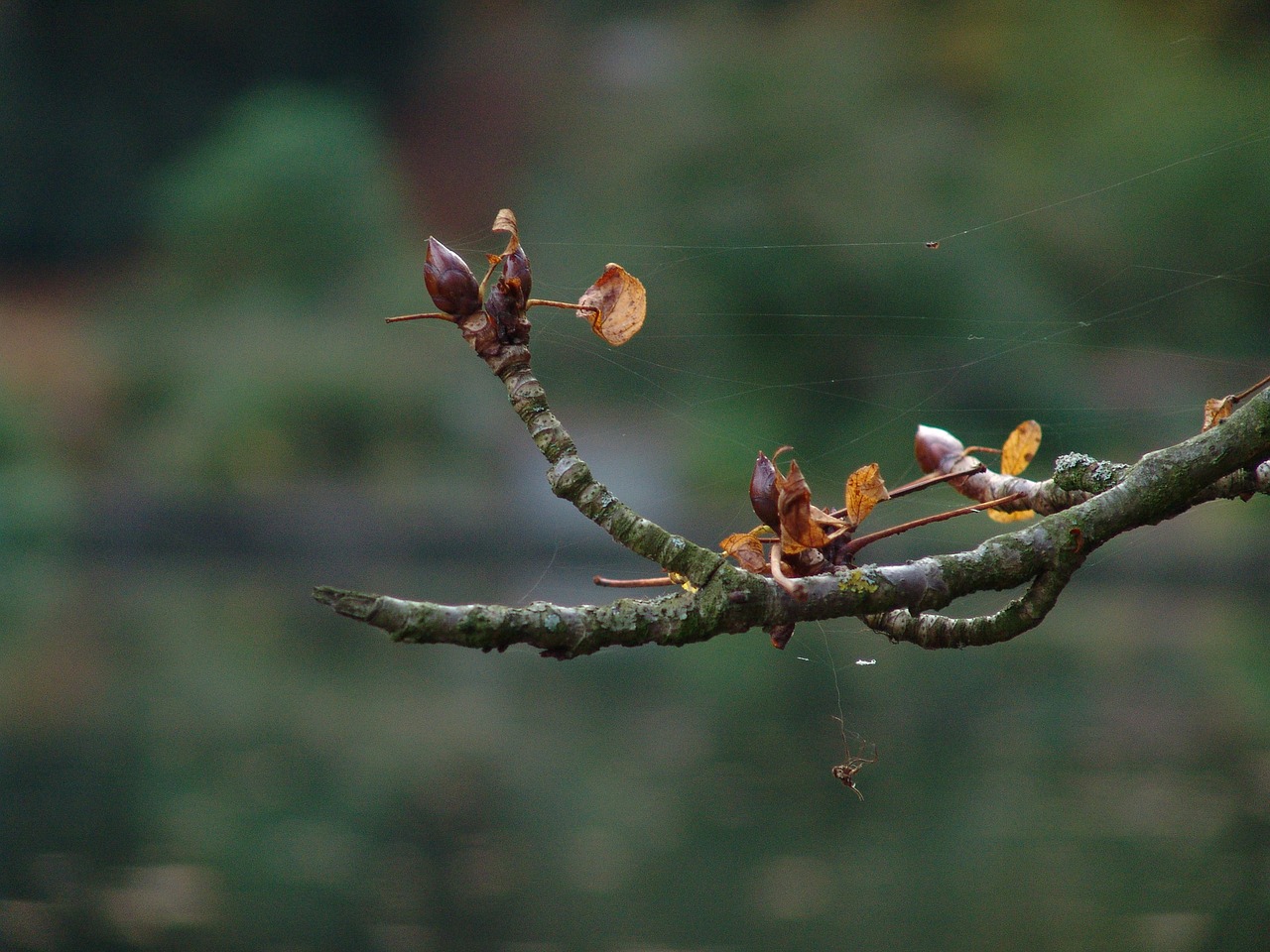 nature blur spring free photo