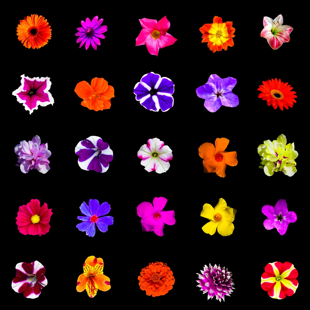 nature flowers isolated free photo