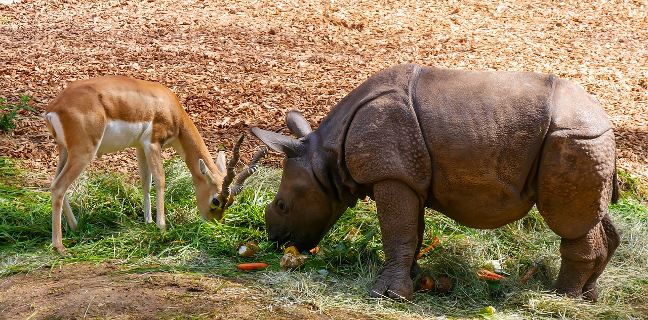 nature animals rhino free photo