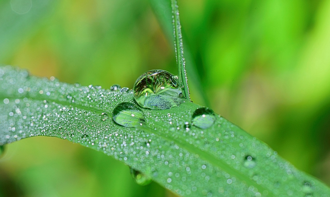 nature drops plant free photo