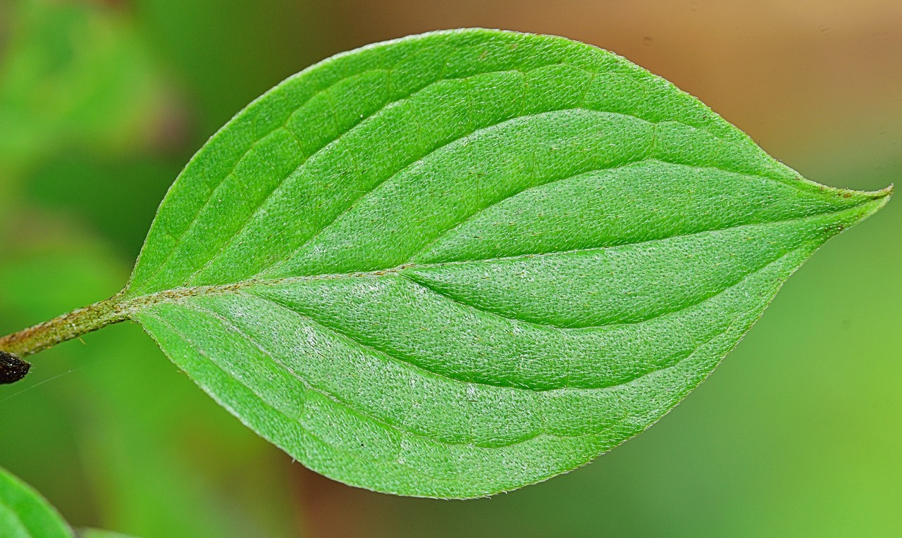 nature leaf green leaves free photo