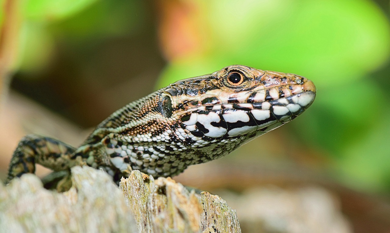 nature lizard reptile free photo