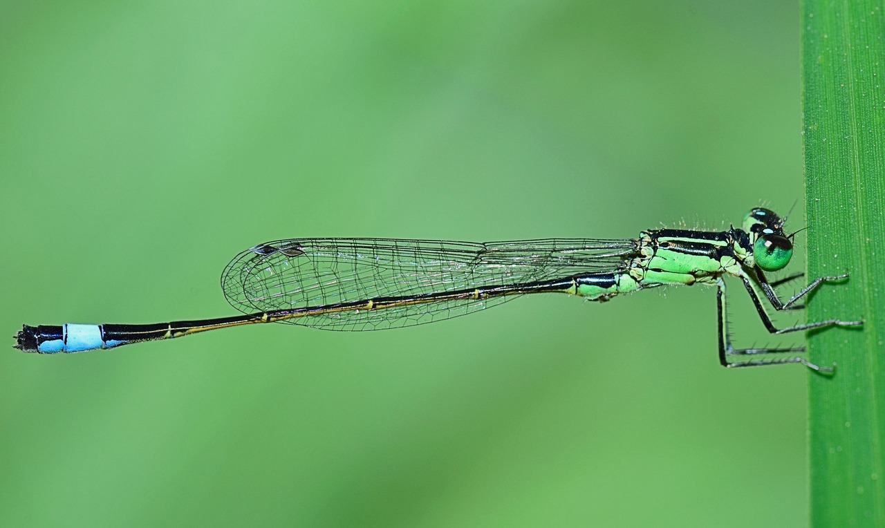 nature damselfly winged insect free photo