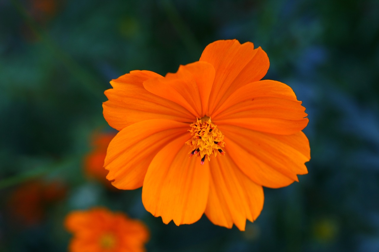 nature flowers yellow free photo