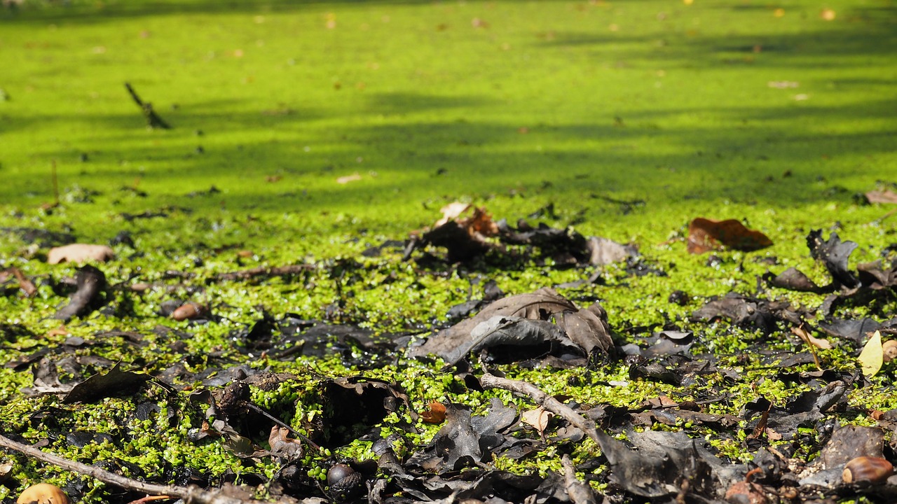 nature pond green free photo