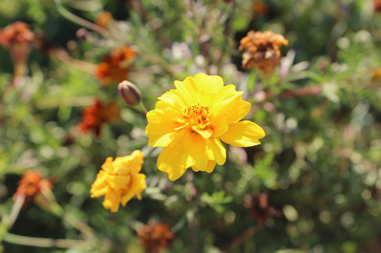 nature yellow flower free photo