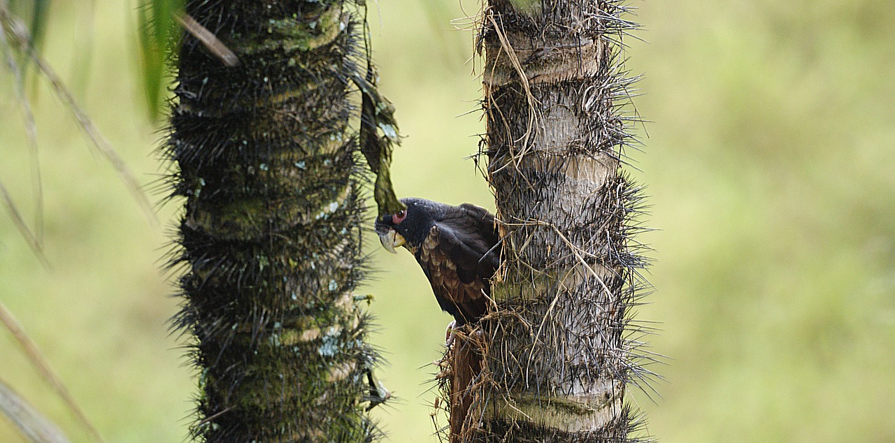 nature bird parrot free photo