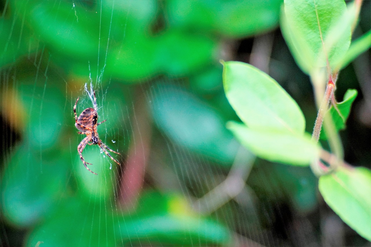 nature spin bug free photo