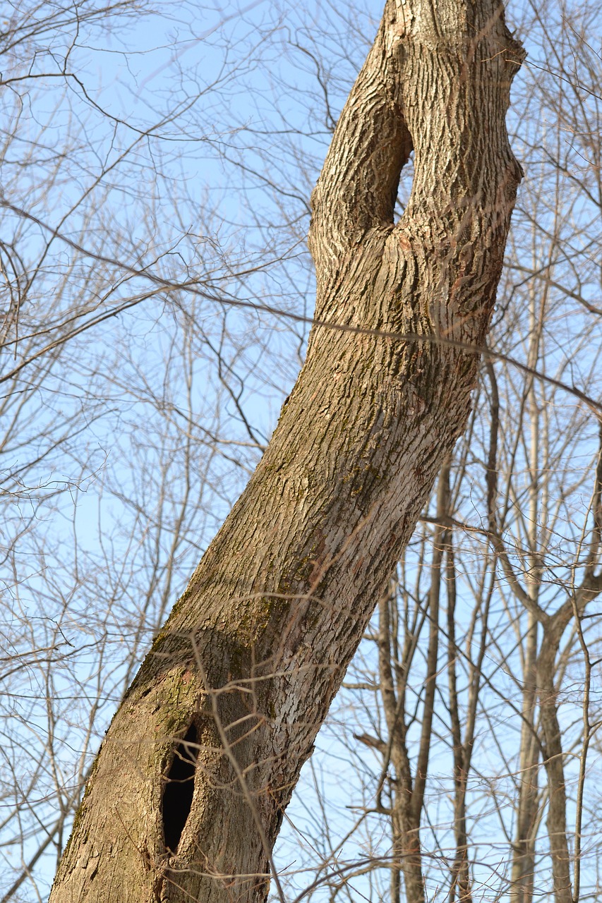 nature tree blue sky free photo